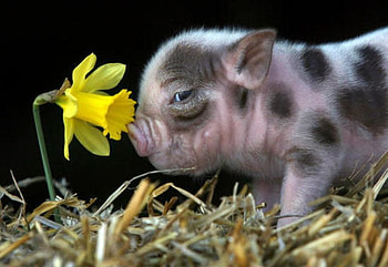 EVERYONE LIKES FLOWERS, animal, pink, flower, swine, cute, pig HD wallpaper