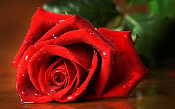 Red rose, rose, petals, red, flower HD wallpaper