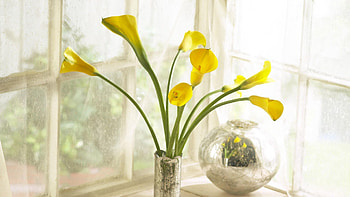 Flowers, Bouquet, Window, Vase, Calla, Callas HD wallpaper