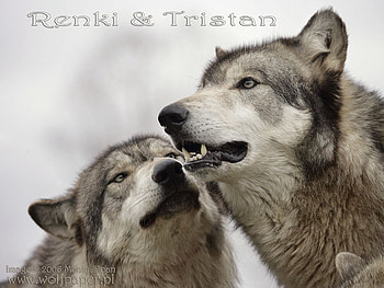 Renki Greeting Tristan, i love wolves, wolves meeting, grey wolf, wolves HD wallpaper