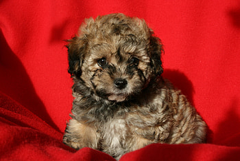 Puppy, background, small, red HD wallpaper