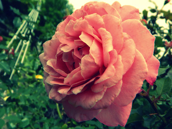 pretty pink rose, rose, pink flower, pink rose, flower HD wallpaper