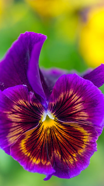 Pansy, Purple Flower HD phone wallpaper