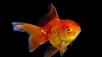 Gold Fish, Goldfish , Background , no keywords available HD wallpaper