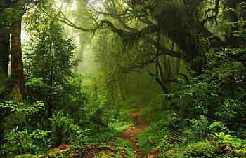 Jungle, rain, forest, tree HD wallpaper