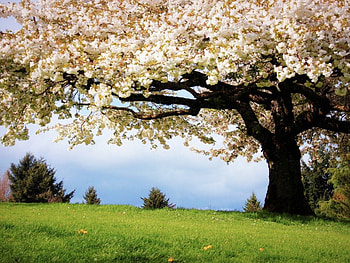 cherry blossom, dreams, wood, nature, peaceful, joy, spring HD wallpaper