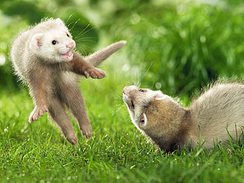 Animals, Grass, Ferrets, Couple, Pair, Playful, Bounce, Jump HD wallpaper