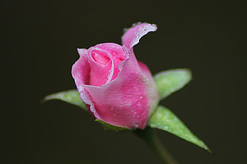 Drops, Flower, Macro, Rose Flower, Rose, Bud HD wallpaper