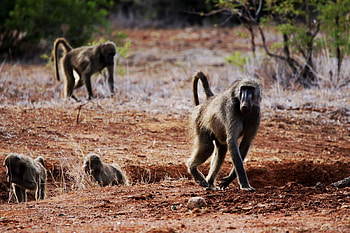 Baboon high definition , Primate beauty, Stunning shots, Wildlife collection HD wallpaper