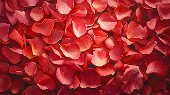 Rose Petals: Stunning Ultra, rose petals, red flower, floral, nature, spring HD wallpaper