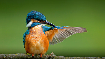 Kingfisher, San Diego Zoo resident, Colorful feathered friend, Conservation efforts HD wallpaper