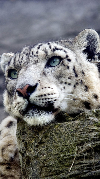 Snow leopard 6, Snow leopard backgrounds, Snow leopard HD phone wallpaper