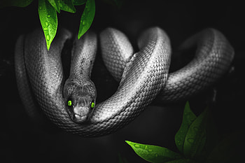 Animals, Leaves, Eyes, Reptile, Snake, hop HD wallpaper