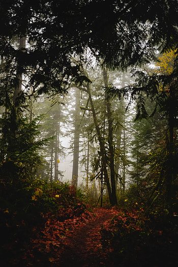 Nature, Trees, Autumn, Forest, Fog, Path HD phone wallpaper