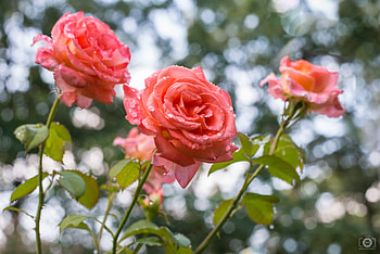 Roses, pink, graphy, garden, nature, flowers, U, trio HD wallpaper