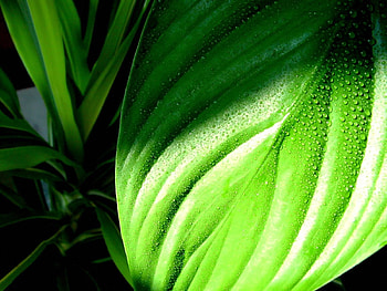 Grass, Drops, Macro, Wet, Sheet, Leaf, Dew, Humid, Plantain HD wallpaper