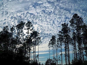 Clouds and Trees, clouds, trees, cool HD wallpaper
