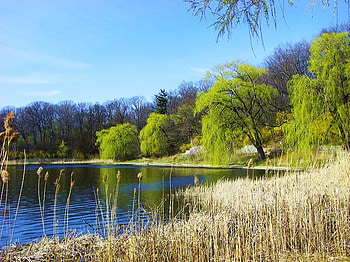 A little piece of my lake, summer, lake superior, trees, water, green bushes, reflections, shoreline HD wallpaper