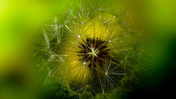 Beautiful Flower, nature, macro, dandelion, flower HD wallpaper