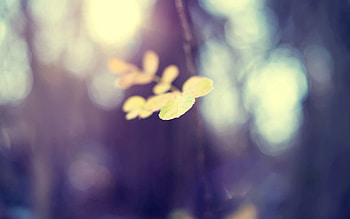 Leaves, Macro, Blur, Smooth, Bokeh, Boquet HD wallpaper