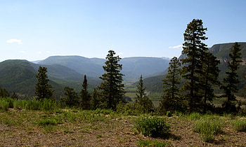 Trees, sky, forests, nature HD wallpaper