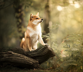 Forest, Shibas HD wallpaper