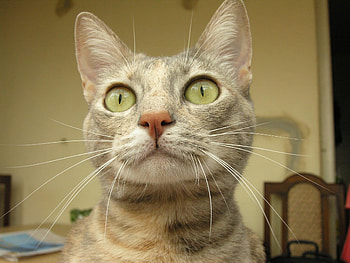 Animals, Cat, Muzzle, Eyes, Surprise, Astonishment HD wallpaper