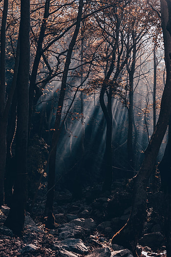 Nature, Trees, Stones, Beams, Rays, Forest, Branches HD phone wallpaper