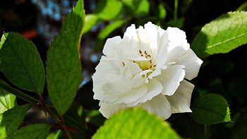 Flower, Macro, Petals HD wallpaper