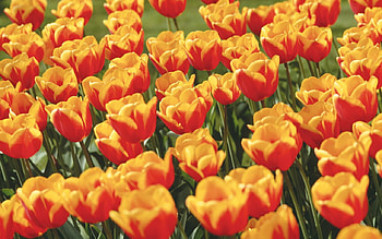 Tulips for Jacqeline, field, yellow, jacqeline, red, flowers, friend, tulips HD wallpaper