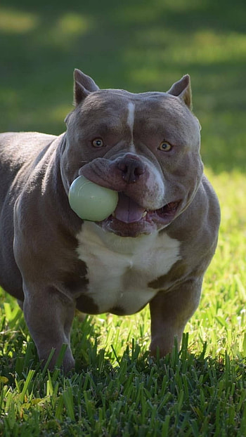 American Bully, Playing With Ball, dog breeds HD phone wallpaper
