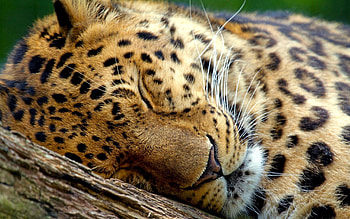 Animals, Leopard, Muzzle, Eyes, Sleep, Dream HD wallpaper