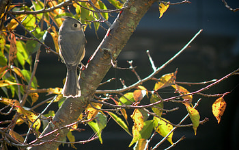 I'm Ok Now, birds, animals, wild, cardinal, female HD wallpaper