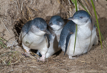 Australian little penguin, Penguins HD wallpaper