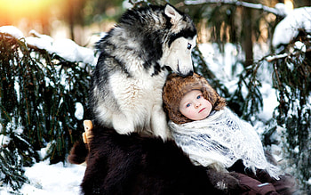 protect me, dog, winter, animal, graphy, woods, baby, wolf, snow, nature, child HD wallpaper