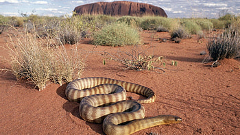 Animals, Grass, Sand, Snake HD wallpaper