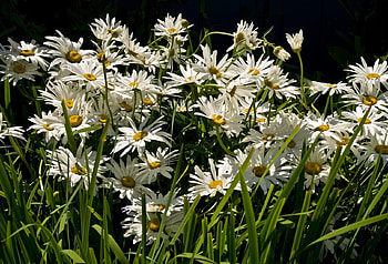 Flowers, Grass, Camomile, Shine, Light, Greens HD wallpaper