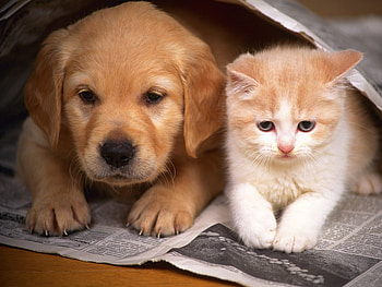 Animals, Cats, Dogs HD wallpaper