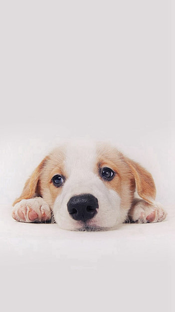 Adorable puppy, Cute animal, , Cute puppy HD phone wallpaper