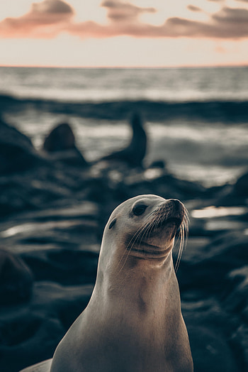 Animals, Animal, Sweetheart, Nice, Fur Seal HD phone wallpaper