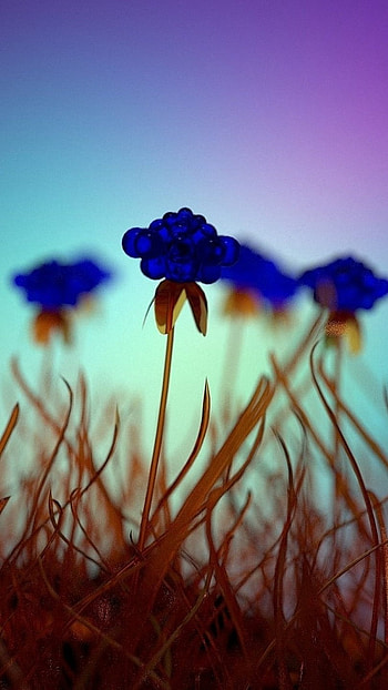 Blue Flowers, Dark Blue, Flowers HD phone wallpaper