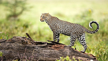 Leopard backgrounds, Striking HD wallpaper