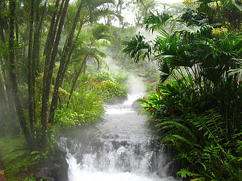 Nature, Trees, Waterfall, Forest, Streams, Flora, Flows, Mountain River, Fauna HD wallpaper