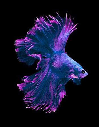Betta Fish for Android, Blue Betta Fish HD phone wallpaper