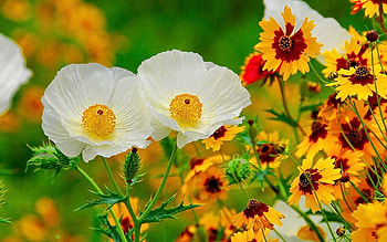Texas Wildflowers, anemone, white, plants, yellow, blossoms, petals HD wallpaper