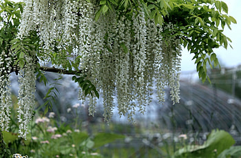 Flowers, Blur, Smooth, Branches, Bunches, Clusters, Snow White, Wisteria HD wallpaper