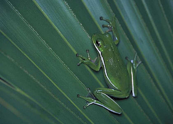 Green Frog, cool, frog, , green HD wallpaper