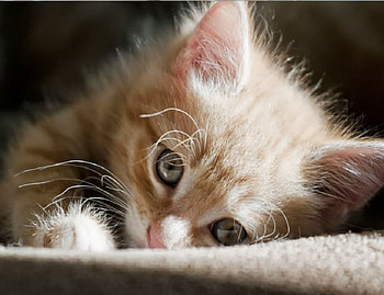 Cat, cute, ears, kitty HD wallpaper
