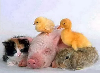Friends come in all shapes and sizes, kitten, bunny, duck, animals, chick, friends, pig HD wallpaper