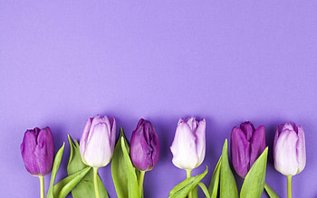 Tulips, pink, spring, flower, purple, tulip, lalele HD wallpaper